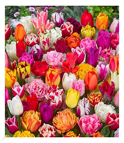BALDUR Garten Tulpenzwiebeln 'Festival Mix', 70 Zwiebeln, Blumenzwiebeln, mehrjährig, pflegeleicht, blühend, Tulipa, Papageitulpe, Crispa-Tulpe, Frühjahrsblüher von BALDUR Garten