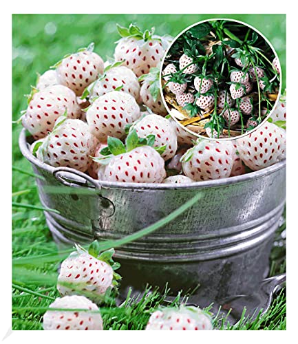 BALDUR Garten Weiße Ananas-Erdbeere 'Natural White®', 3 Pflanzen & 1 Pflanze, rote Erdbeere Senga Sengana, Fragaria winterhart, pflegeleicht, blühend, Fragaria x ananassa von BALDUR Garten