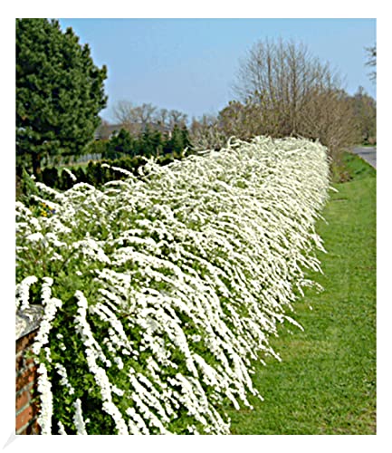 BALDUR Garten Weiße Rispen-Spiere Hecke 'Grefsheim', 1 Pflanze, Heckenpflanze, winterhart, robust und anspruchslos, blühend, Spiraea cinerea Grefsheim von BALDUR Garten