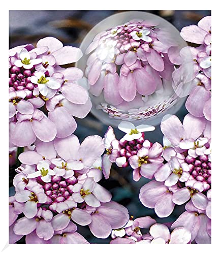 BALDUR Garten Winterharter Bodendecker Iberis Schleifenblume 'Pink Ice®', 2 Pflanzen winterharte Staude, sehr pflegeleicht & trockenheitstolerant, mehrjährig, blühend, Iberis sempervirens von BALDUR Garten