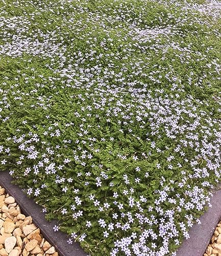 BALDUR Garten Winterharter Bodendecker Isotoma 'Blue Foot®', 25 Pflanzen Isotoma fluviatilis trittfest, Blauer Bubikopf Gaudich Rasen-Ersatz |blüht monatelang | mehrjährig von BALDUR Garten