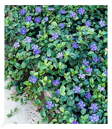 BALDUR Garten Winterharter Bodendecker Vinca minor 'Blau', 3 Pflanzen, ideal auch für schattige Flächen, immergrün, winterharte Staude, mehrjährig, blühend von BALDUR Garten