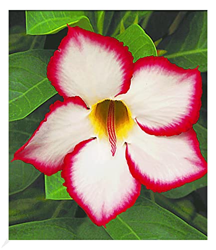 BALDUR Garten Wüstenrose 'Noble Concubine', 1 Pflanze, Adenium obesum blühende Zimmerpflanze, mehrjährig - frostfrei halten, pflegeleicht, Wasserbedarf gering, blühend von BALDUR Garten