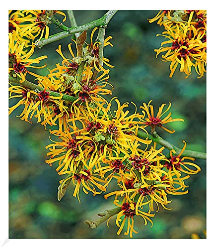 BALDUR Garten Zaubernuss, 1 Pflanze, Hamamelis mollis Pallida Winterblüher winterhart, mehrjährig, pflegeleicht, blühend, duftend, Zierstrauch, Winterblüher von BALDUR Garten