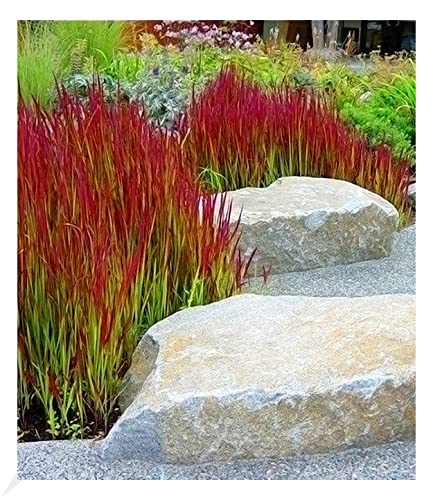 BALDUR Garten Ziergras 'Red Baron', 3 Pflanzen, Japanisches Blutgras Flammengras, Imperata cylindrica, Garten-Ziergräser, winterharte Staude, mehrjährig, Pennisetum orientale von BALDUR Garten