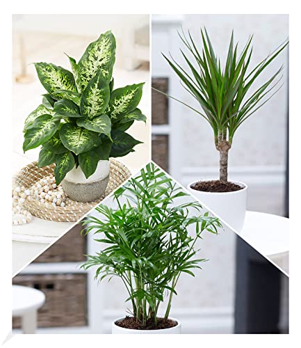 BALDUR Garten | 3er-Mix Luftreinigende Zimmerpflanzen 'Fresh Air' | Dieffenbachie, Dracena Drachenbaum und Chamaedorea Palme je 1 Pflanze, Grünpflanzen, mehrjährig - frostfrei halten von BALDUR Garten