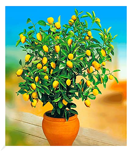 BALDUR Garten Zitronen-Bäumchen, 1 Pflanze, Citrus limon Zitruspflanze, mehrjährig - frostfrei halten, pflegeleicht, immergrün, Citrus limon, trockenresistent von BALDUR Garten