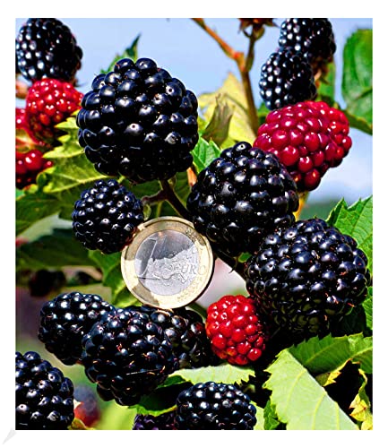 BALDUR Garten Zuckerbrombeere "Asterina®" 1 Pflanze, Rubus fruticosus winterhart Brombeerpflanze Brombeerstrauch, blühend, robuste Pflanze, Obst-Rarität von BALDUR Garten