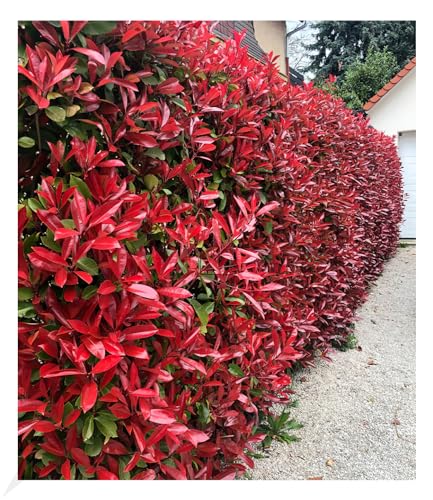 BALDUR Garten immergrün Photinia-Hecke 'Red Robin', 50 Pflanze Glanzmispel winterhart, blühend, Photinia fraseri 'Red Robin', Photinia fraseri, schnellwachsend von BALDUR Garten