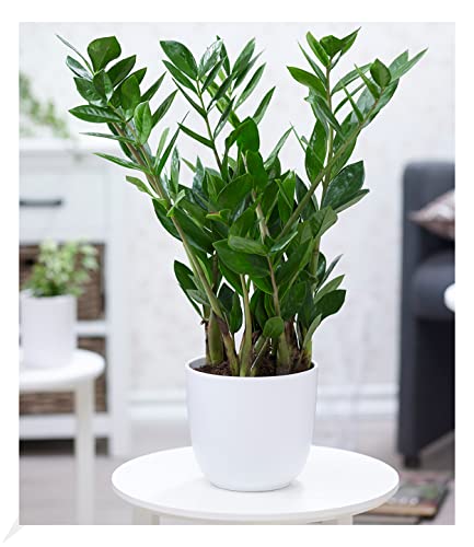 BALDUR Garten Zamioculcas ca. 55-65 cm hoch, 1 Pflanze, Glücksfeder, Zamie, Zamia Farn, Zamia Palme, pflegeleichte Zimmerpflanze Zimmerpflanze, Grünpflanze, mehrjährig - frostfrei halten von BALDUR Garten