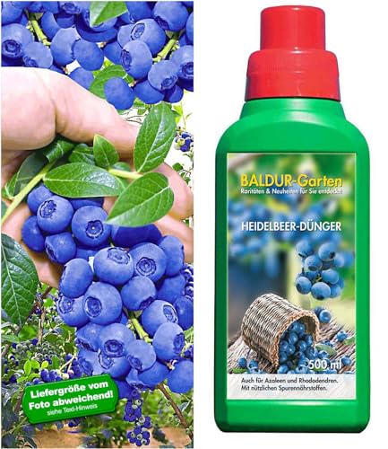 Heidelbeere "Reka® Blue" & Dünger,1 Set von BALDUR Garten