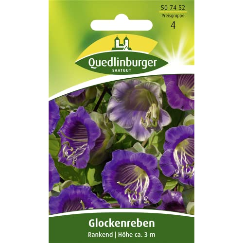 Rankende Glockenrebe, 1 Tüte Samen von Quedlinburger