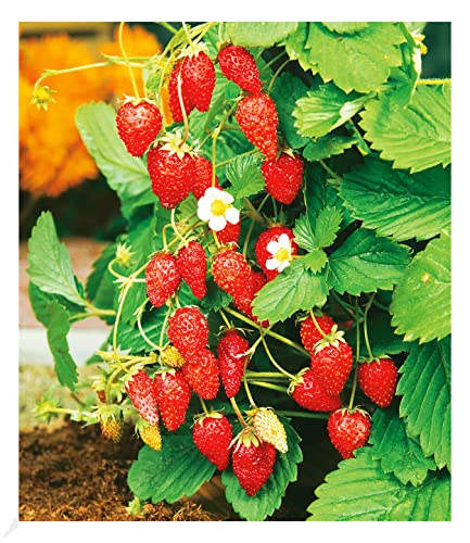 BALDUR Garten Monatserdbeere, 1 Pflanze, winterhart, blühend, Fragaria vesca, immertragende Sorte, sehr robust, nicht anfällig für Krankheiten und Schädlinge von BALDUR Garten