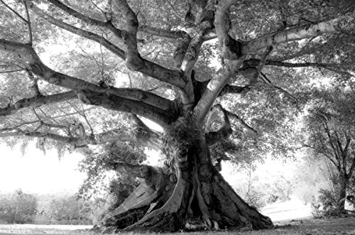 BAUM Fototapete VLIES-350x260 cm (1534A)-Natur Landschaft Herbstbäume Bäume Wald Schwarz-Weiß Wandtapete-Inkl. Kleister-Vliestapete Bild Dekoration Wand-Dekor Moderne Motiv-Tapete Panorama Poster XXL von BAUM