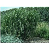 Baumschule Gold - 3 x stolzes Riesenchinaschilf Gigantengras Miscanthus von BAUMSCHULE GOLD