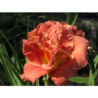 Hemerocallis Moses Fire gefüllte feurigrote Taglilie starke Pflanze im 11cm Topf von BAUMSCHULE GOLD