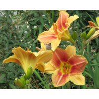 Hemerocallis Polish Cocktail lachsfarbene Taglilie im 11x11 cm Topf großblumig von BAUMSCHULE GOLD