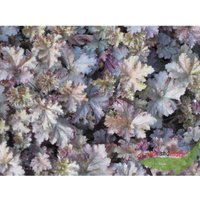 Heuchera Cappuccino Purpurglöckchen milchkaffeefarben Blatt gezeichnet 11cm Topf von BAUMSCHULE GOLD