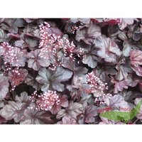 Baumschule Gold - Heuchera Obsidian Purpurglöckchen dunkelschoko Blatt hellrosa Blüte im 11cm Topf von BAUMSCHULE GOLD