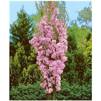 Baumschule Gold - Japanische Säulen - Zierkirsche rosa Blüte 125-150cm c von BAUMSCHULE GOLD