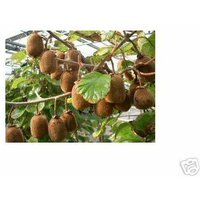 Baumschule Gold - Kiwi - Pflanze Jenny echt selbstfruchtend ca. 80-100 cm von BAUMSCHULE GOLD