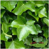 Kletterpflanze Efeu, immergrüner Klassiker für schattige Stellen, 120-150 cm von BAUMSCHULE GOLD