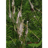 Baumschule Gold - Schneeknöterich weißer Kerzenknöterich zart u. wild Großflanze im 17cm Topf von BAUMSCHULE GOLD