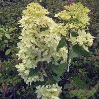 Baumschule Gold - Strauch Hortensie Phantom zartgelbe gigantische Blütenrispen 80-100 cm hoch von BAUMSCHULE GOLD