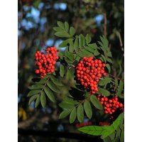 Vogelbeerbaum Eberesche Zauberbaum und Wildobst 120-150 von BAUMSCHULE GOLD