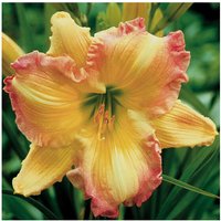 Baumschule Gold - extragroße Jumbopflanze Taglilie Big Smile gerüschte Hemerocallis weiß-gelb-rosa von BAUMSCHULE GOLD