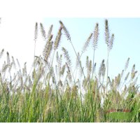 Baumschule Gold - extragroße Jumbopflanze niederes Lampenputzergras dekorative Zwergform Ziergras von BAUMSCHULE GOLD
