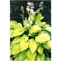 Große Pflanze Goldblatt Funkie Hosta Gold Standard goldgelbe Blättern 20cm Topf von BAUMSCHULE GOLD