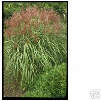 Baumschule Gold - große Pflanze Miscanthus Malepartus Ziergras im 4l Topf Chinaschilf hochwachsend von BAUMSCHULE GOLD