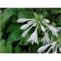 Baumschule Gold - große Pflanze weiße Lilien Funkie duftend Hosta Royal Standard im 20cm Topf von BAUMSCHULE GOLD