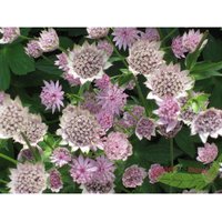 Baumschule Gold - rosa Sterndolde Astrantie Roma zauberhafte Blüten starke Pflanze im 11cm Topf von BAUMSCHULE GOLD