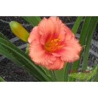 Rosa Zwerg Taglilie Hemerocallis Cosmopolitan gerüscht öfterblühend im 11cm Topf von BAUMSCHULE GOLD