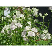 Baumschule Gold - weiße Sterndolde Astrantie Shaggy zauberhafte Blüten starke Pflanze im 11cm Topf von BAUMSCHULE GOLD