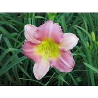 Baumschule Gold - zweifarbige hohe Taglilie Hemerocallis Final Touch im 11cm Topf öfterblühend von BAUMSCHULE GOLD