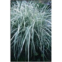 Baumschule Gold - Chinaschilf m. feinen Streifen, Miscanthus Morning Light hochwüchsiges Ziergras von BAUMSCHULE GOLD