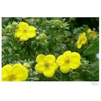 Baumschule Gold - gelber Fünffingerstrauch (Potentilla), pflegeleichter Dauerblüher von BAUMSCHULE GOLD