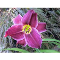 Hemerocallis Grape Velvet violette Taglilie großblumig öfterblühend im 18cm Topf von BAUMSCHULE GOLD