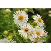 Baumschule Gold - hohe Herbstaster Herbstschnee, weiß dankbarer Blüher von BAUMSCHULE GOLD