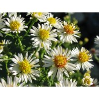 Hohe Herbstaster kleinblumig weiß - Myrtenaster Aster von BAUMSCHULE GOLD