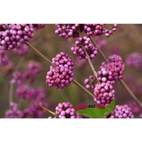 Baumschule Gold - Liebesperlenstrauch Schönfrucht Callicarpa Topf 80-100 von BAUMSCHULE GOLD