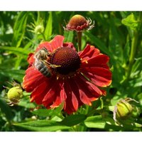 Baumschule Gold - Mädchenauge Helenium rote, reichblühende Beetstaude von BAUMSCHULE GOLD