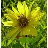 Mehrjährige Sonnenblume Helianthus Lemon Queen zitrone von BAUMSCHULE GOLD