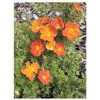 Potentilla orange, Fünf-Finger-Strauch, Dauerblüher von BAUMSCHULE GOLD