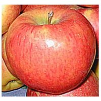 Baumschule Gold - robuster Apfel Baum Topaz Edelstein unter den Äpfeln Co von BAUMSCHULE GOLD