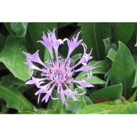 Baumschule Gold - rosa Stauden Kornblume Flockenblume duftend wüchsig Centaurea Rosea im 11erTopf von BAUMSCHULE GOLD