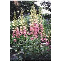 Baumschule Gold - roter Fingerhut zauberhafte Staude Digitalis purpurea von BAUMSCHULE GOLD